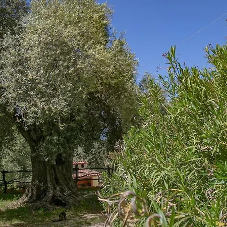 Iris & Asfodelo Dorgali